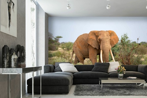 Vlies Fototapete - Elefant in der Savanne 375 x 250 cm